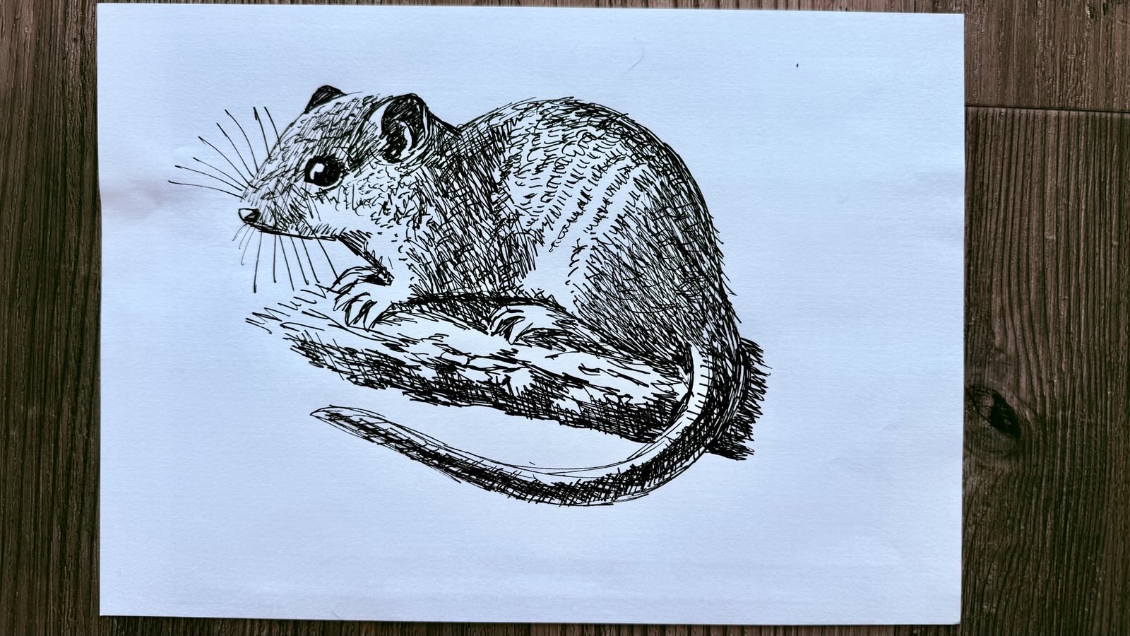 drawing