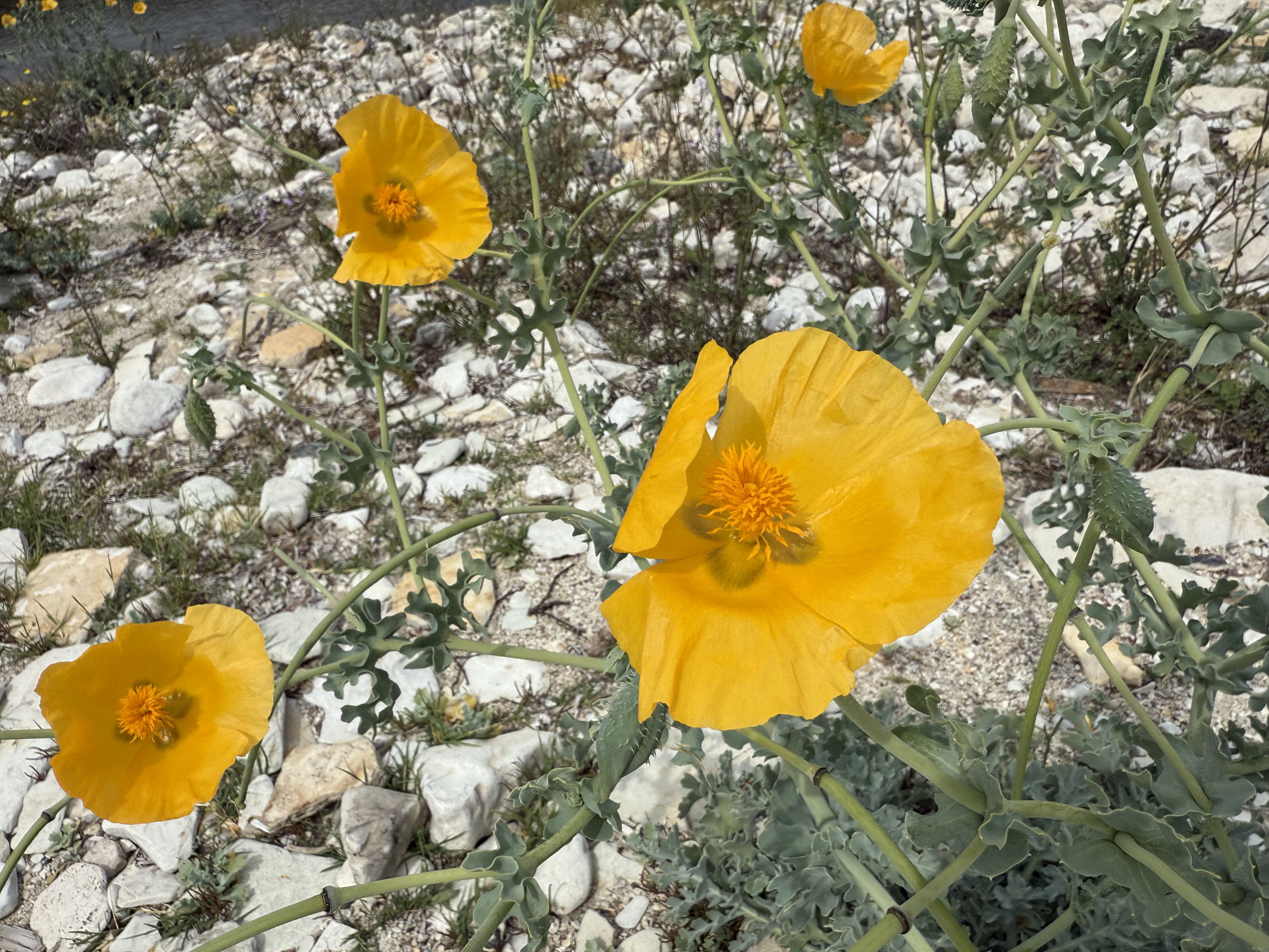 photo of nature