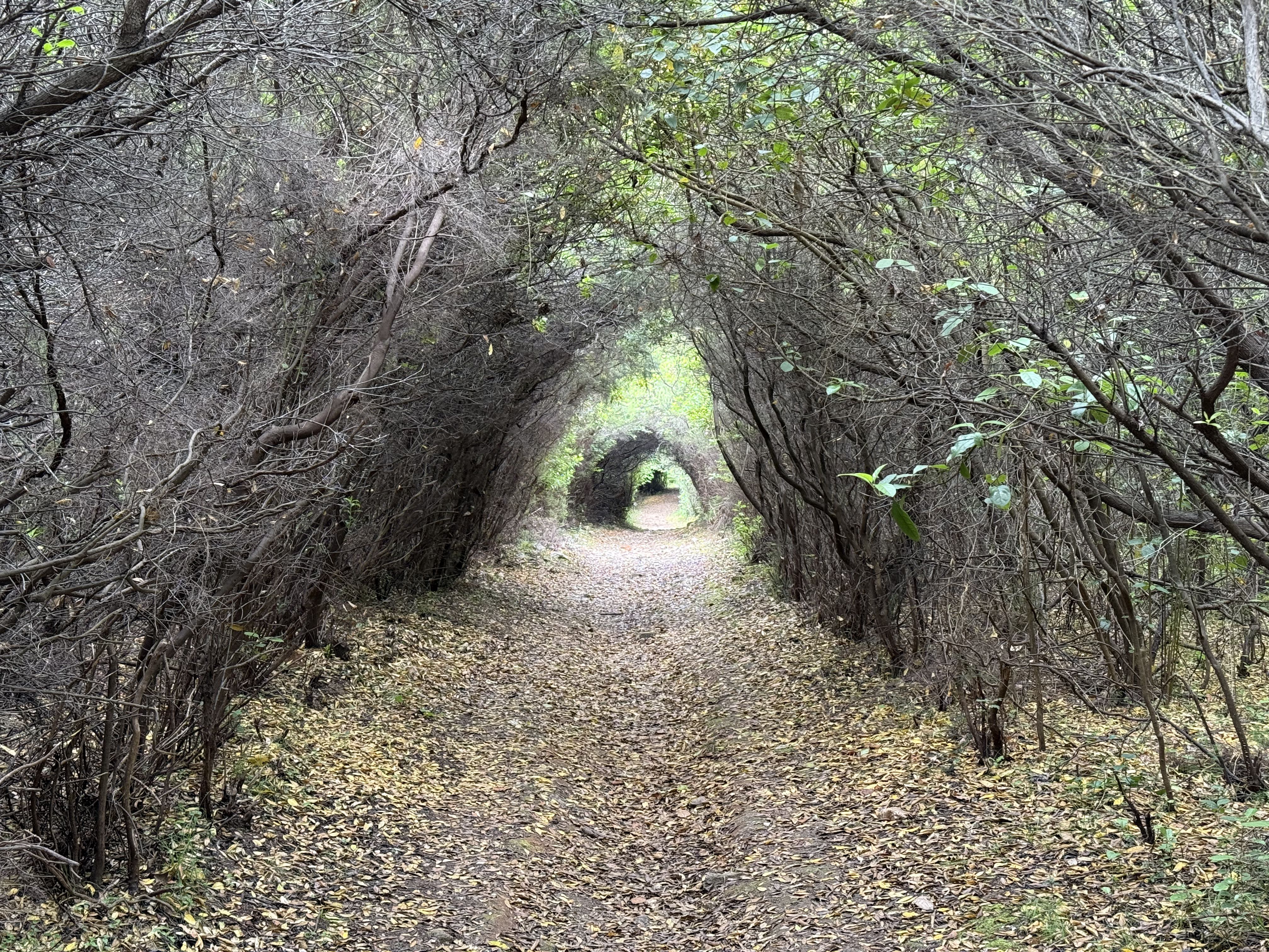 photo of nature