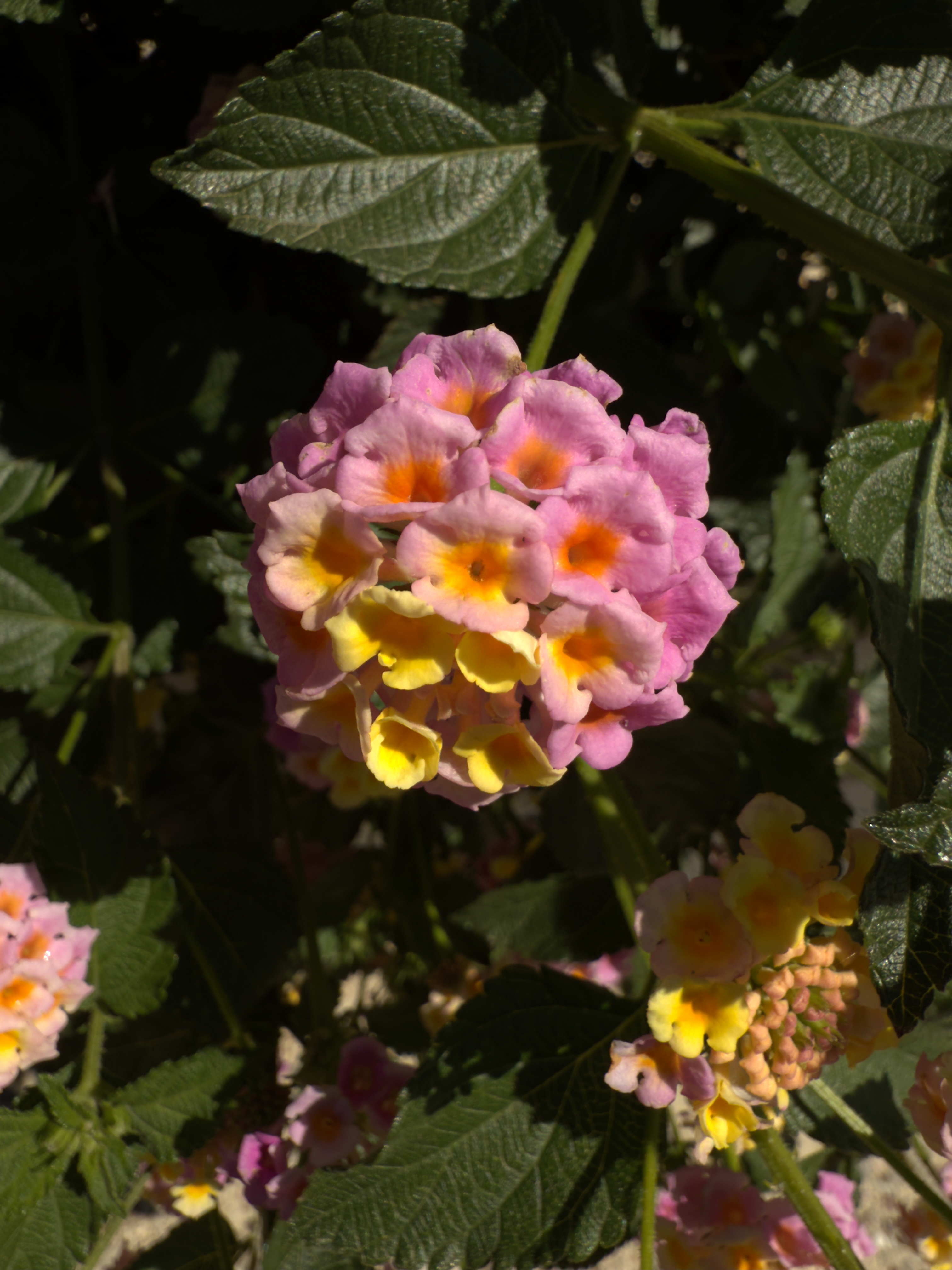photo of nature