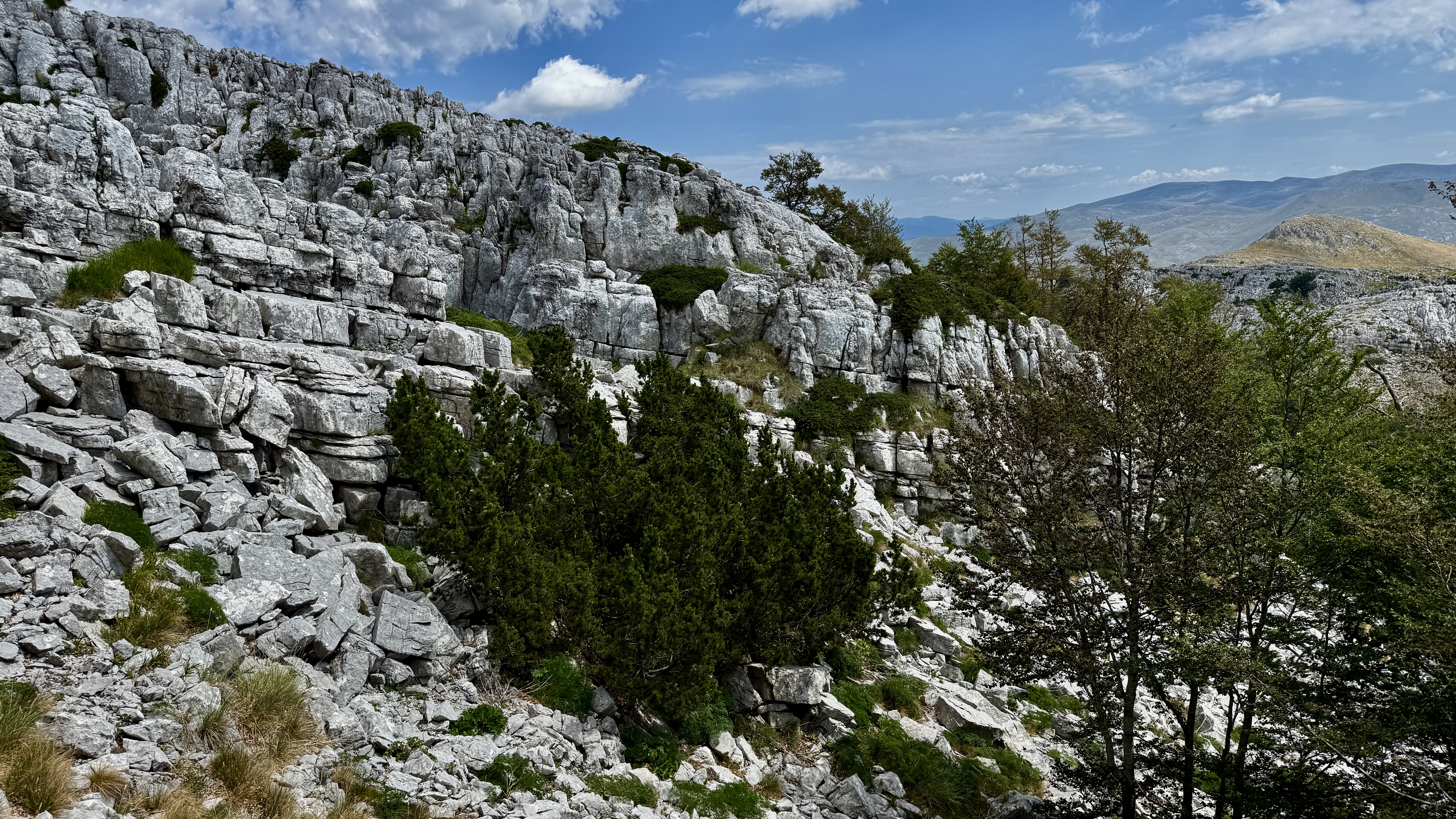 photo of nature