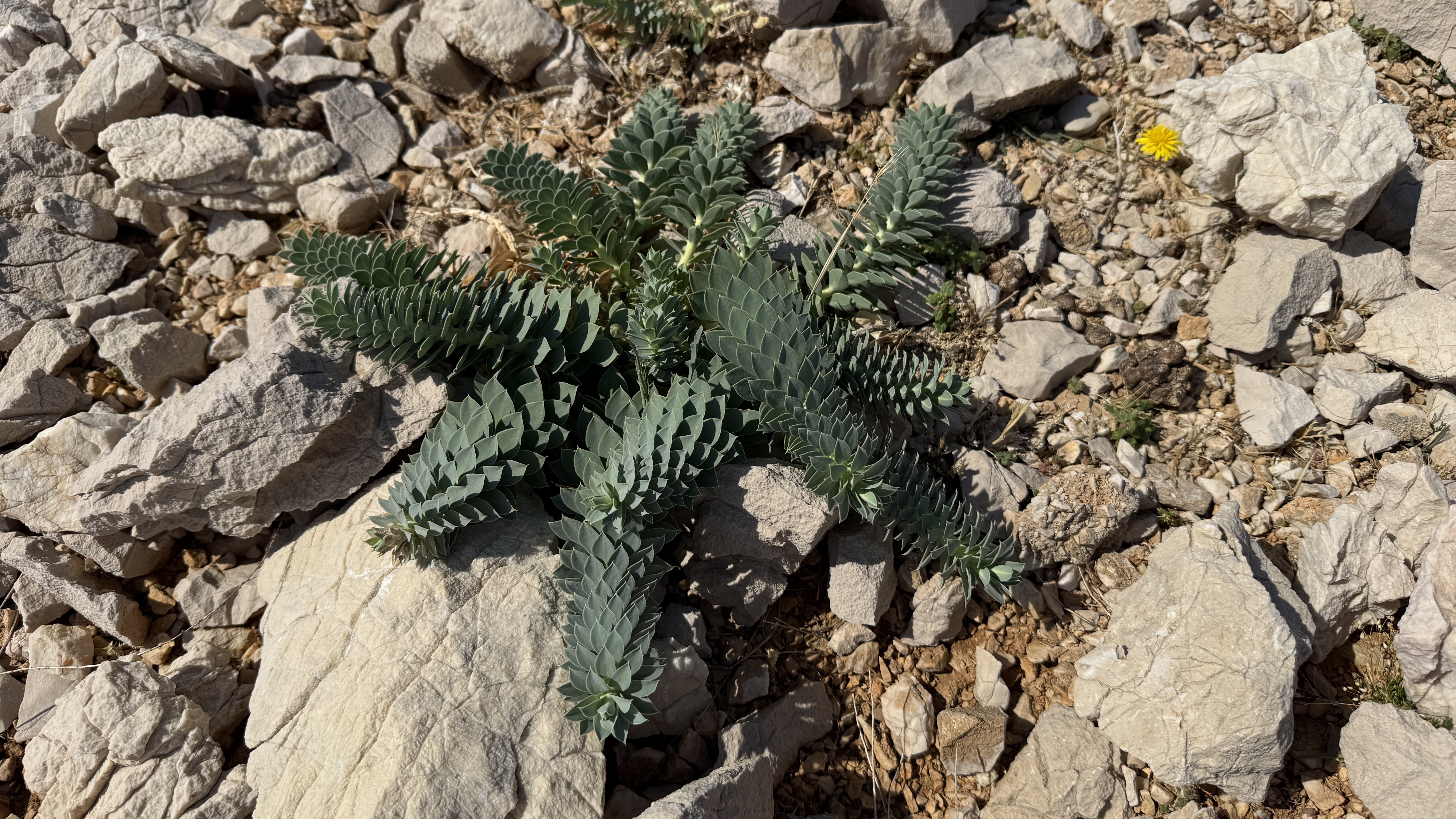 photo of nature