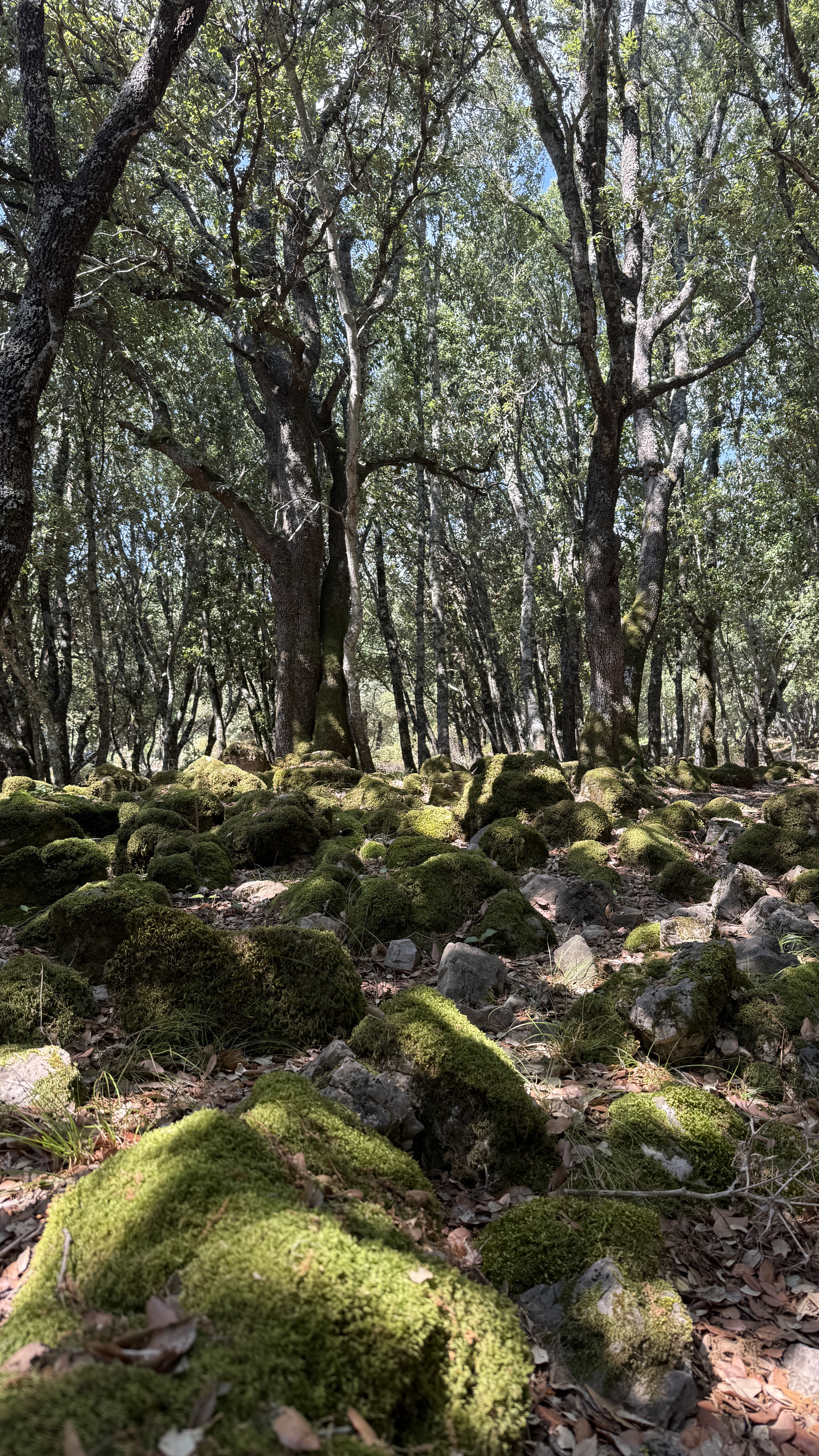 photo of nature