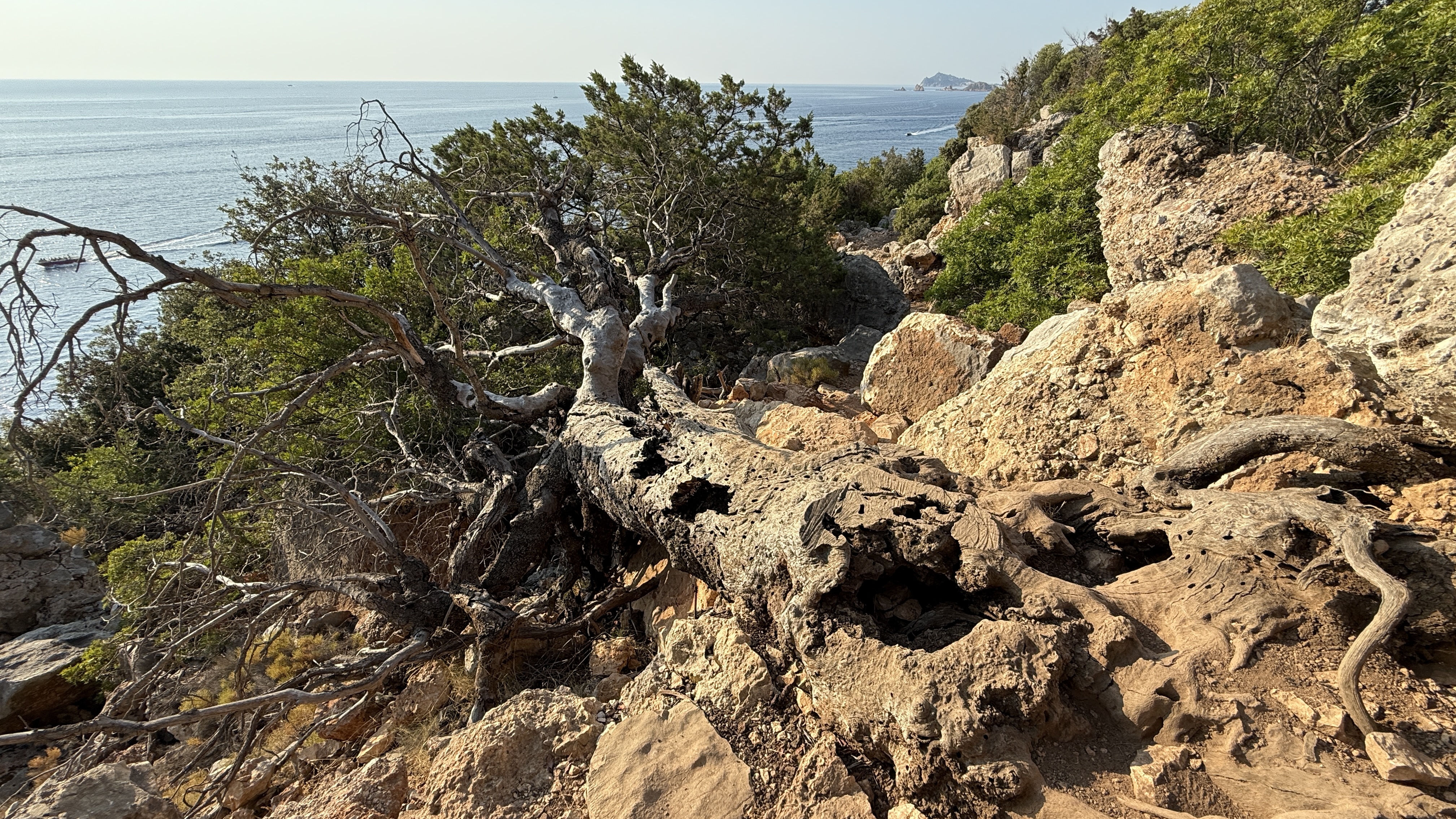 photo of nature