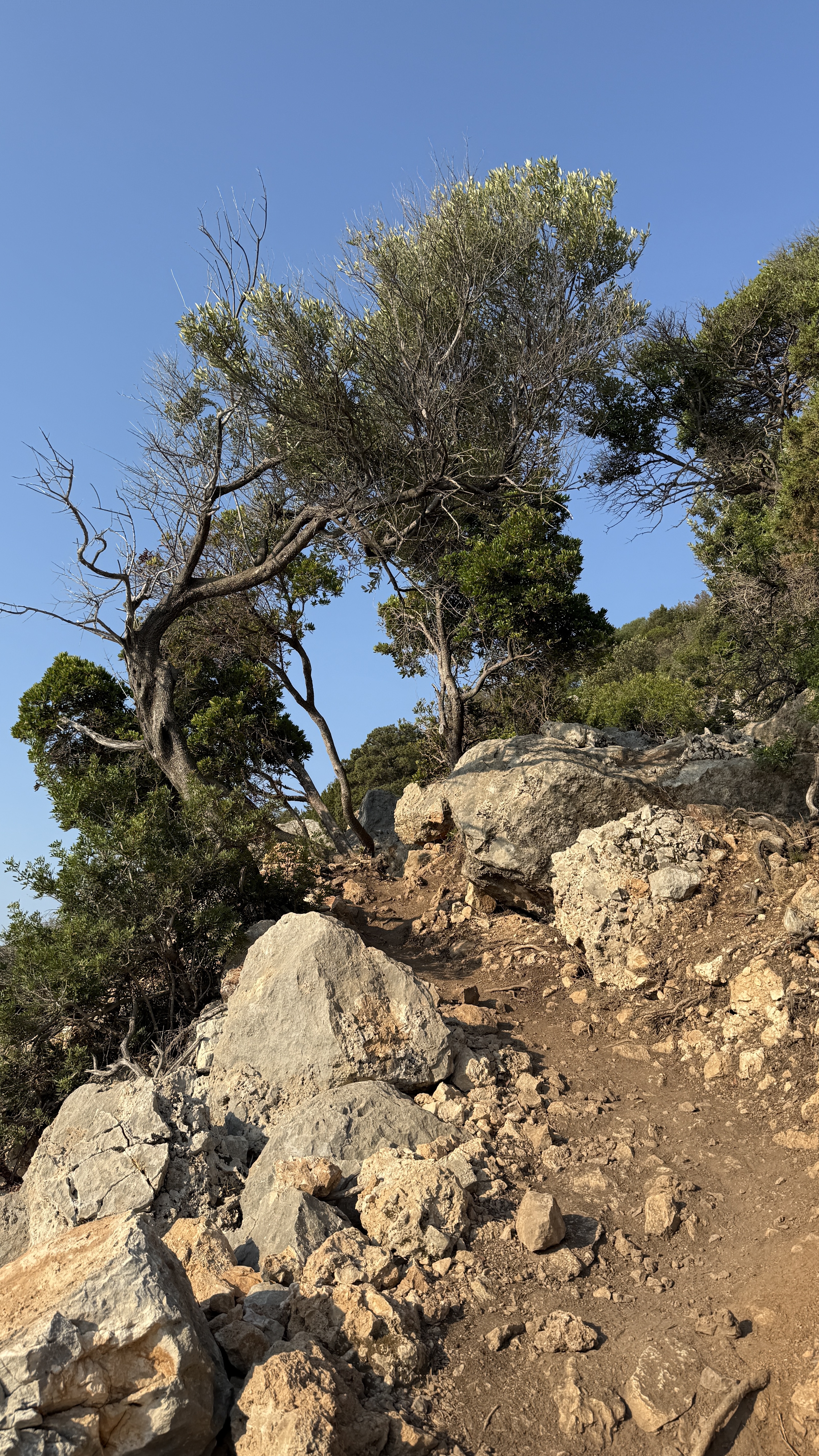 photo of nature
