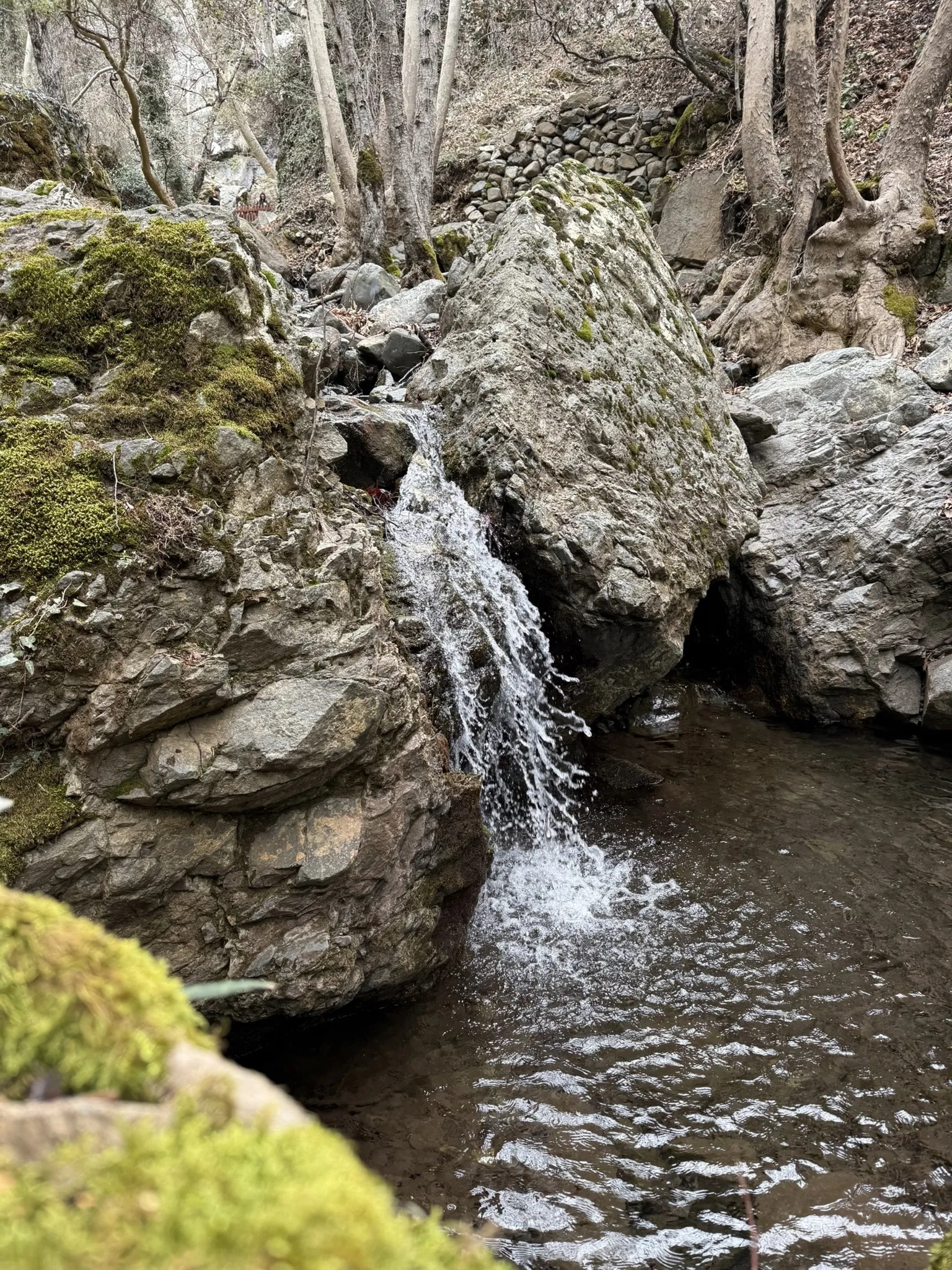 photo of nature