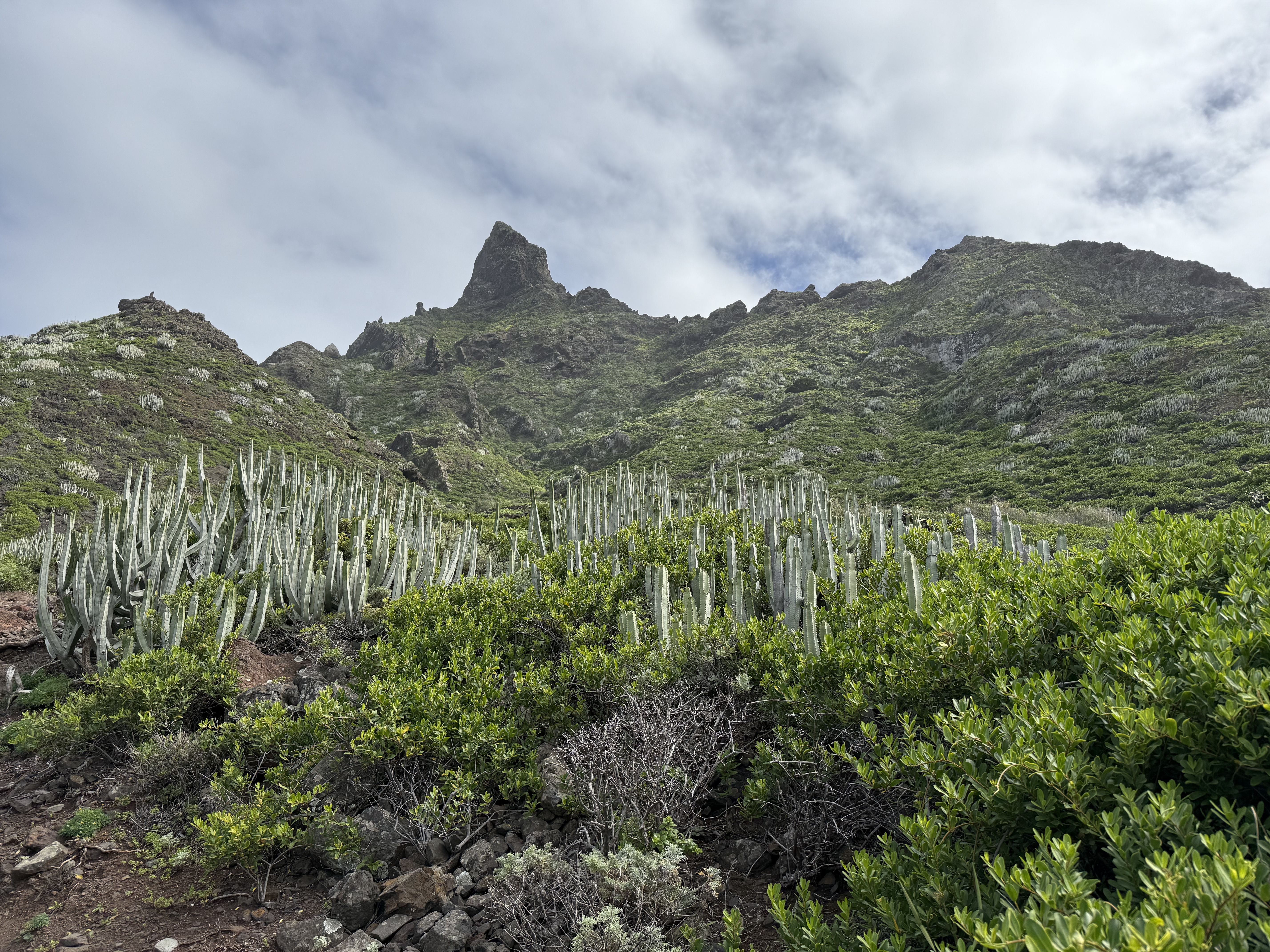 photo of nature