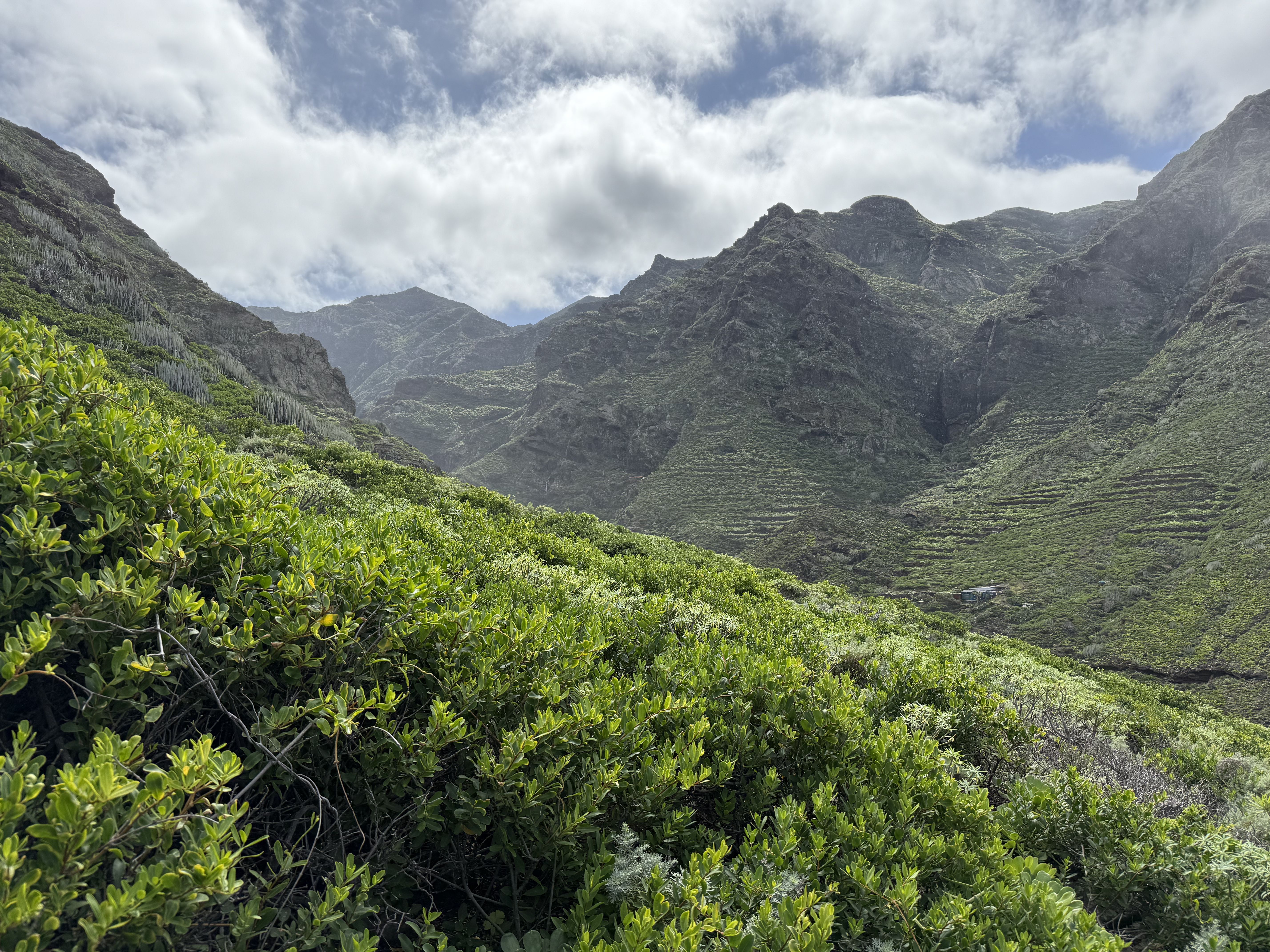 photo of nature