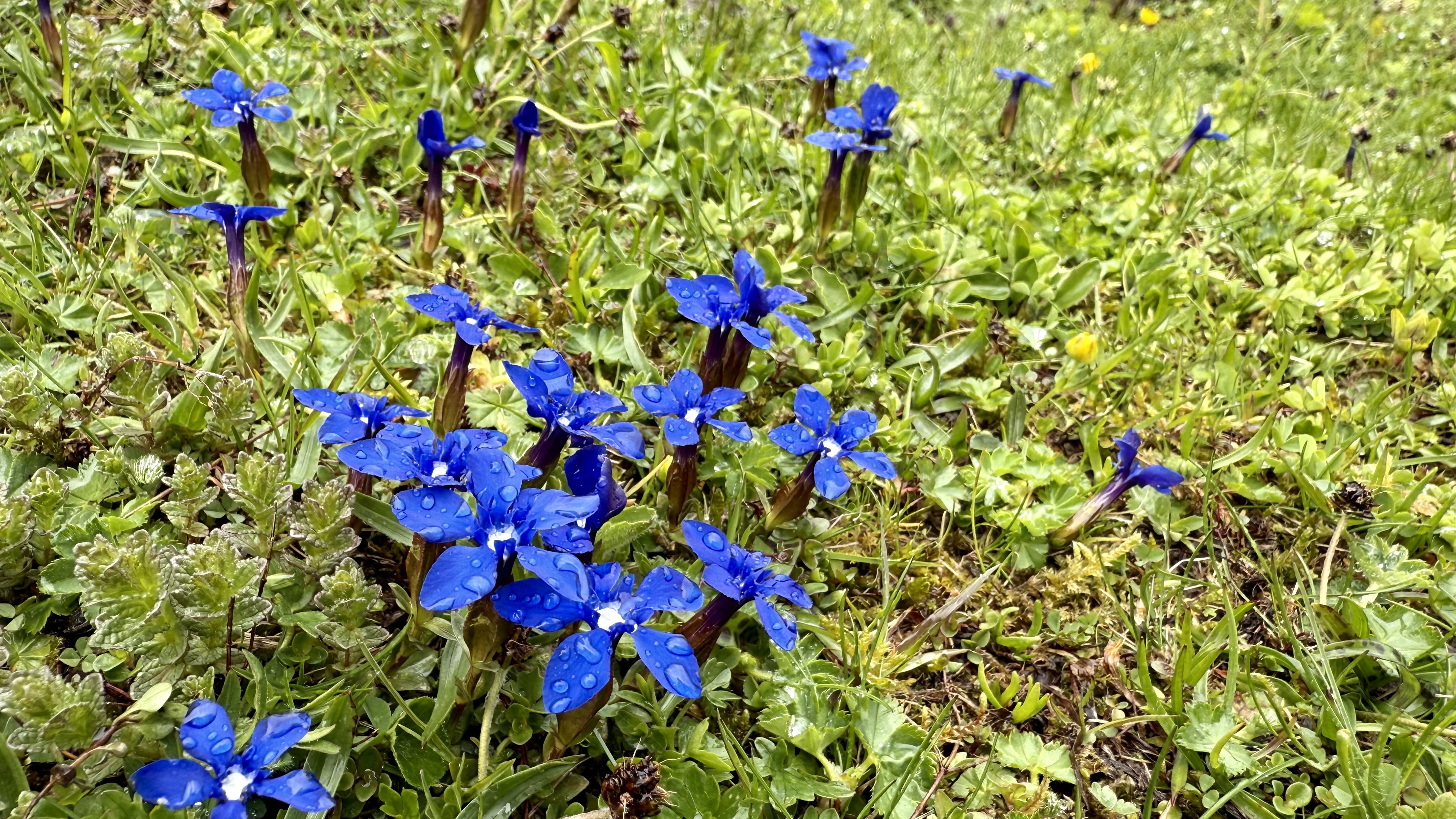 photo of nature