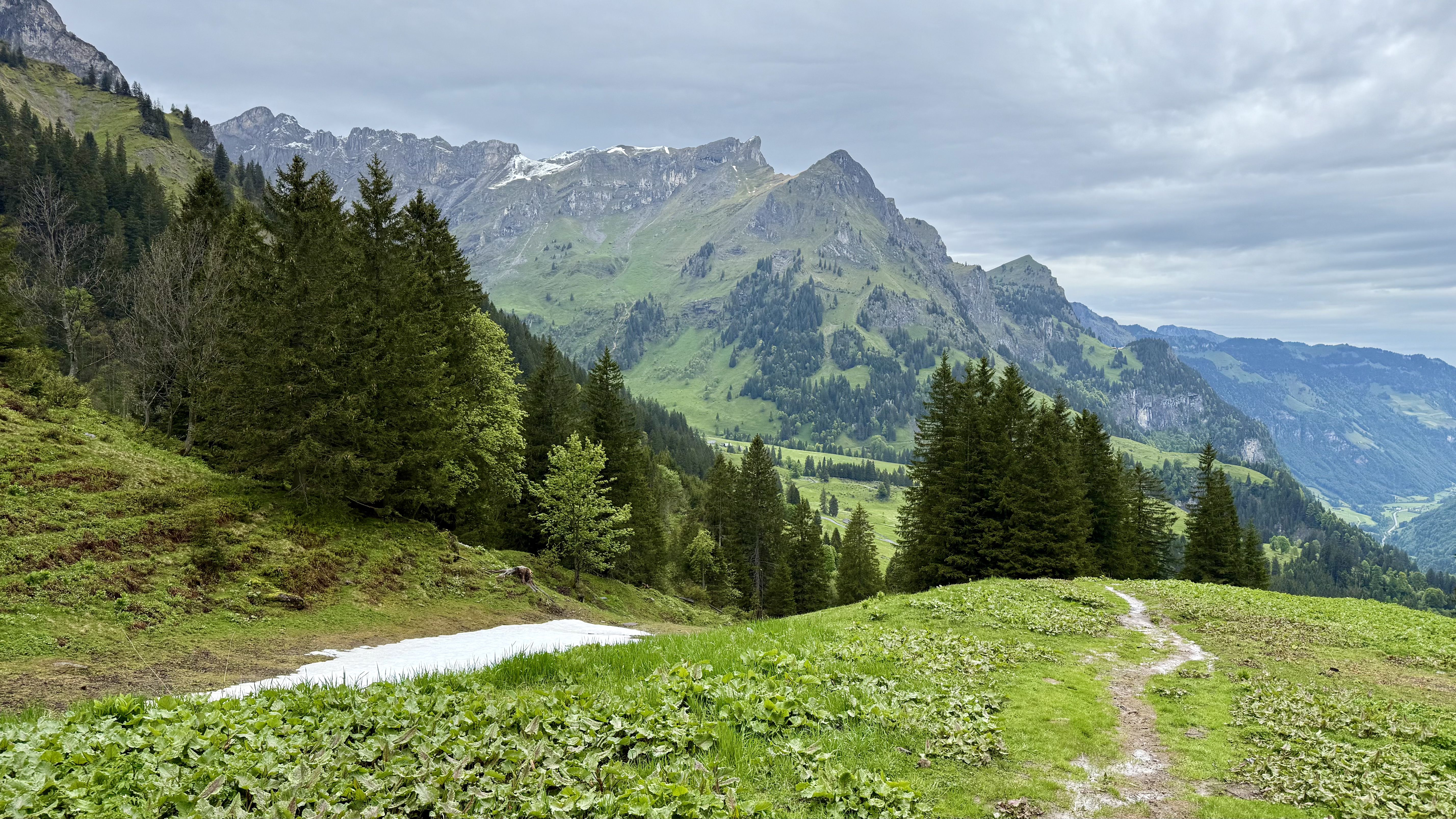photo of nature