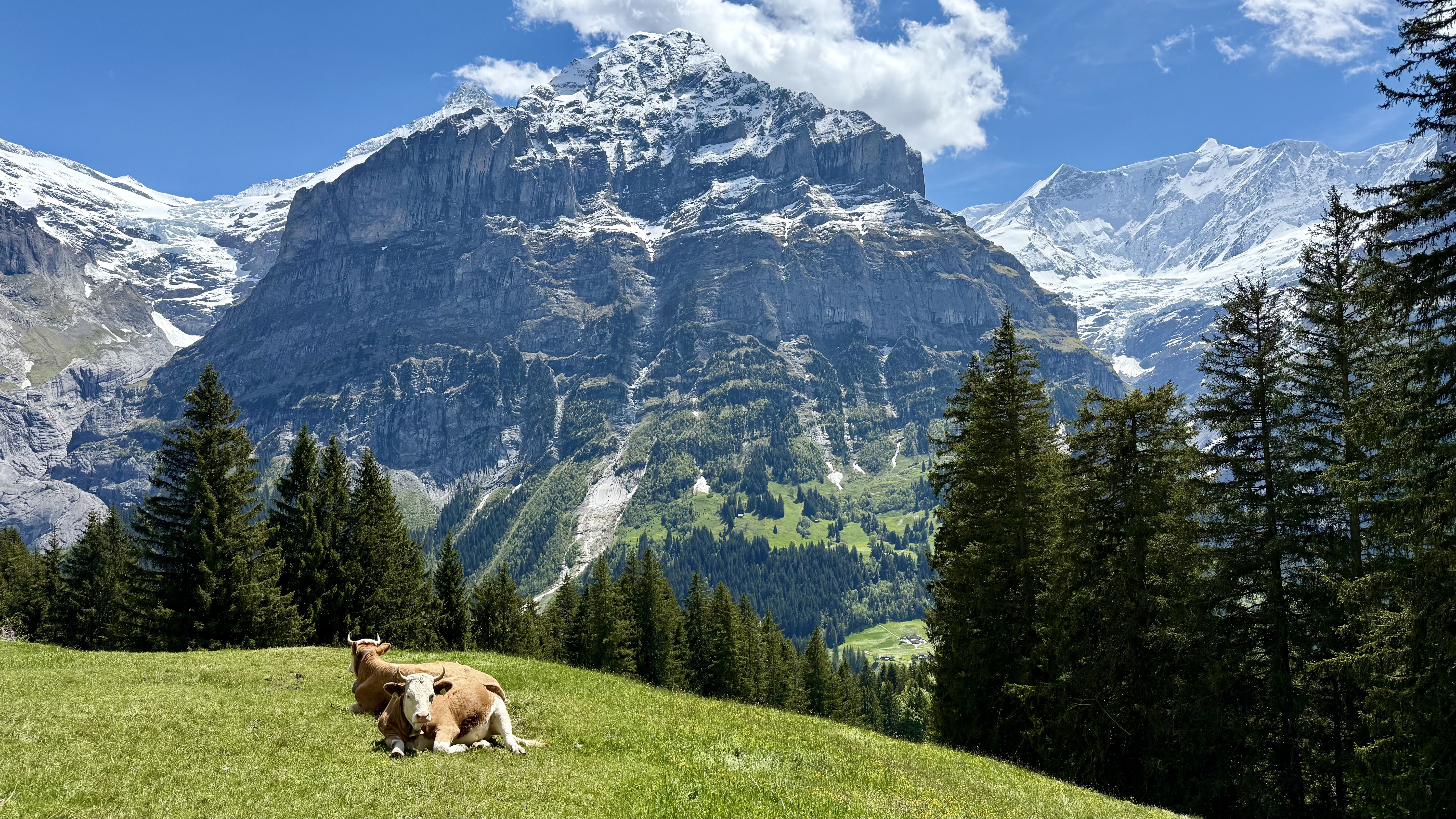 photo of nature