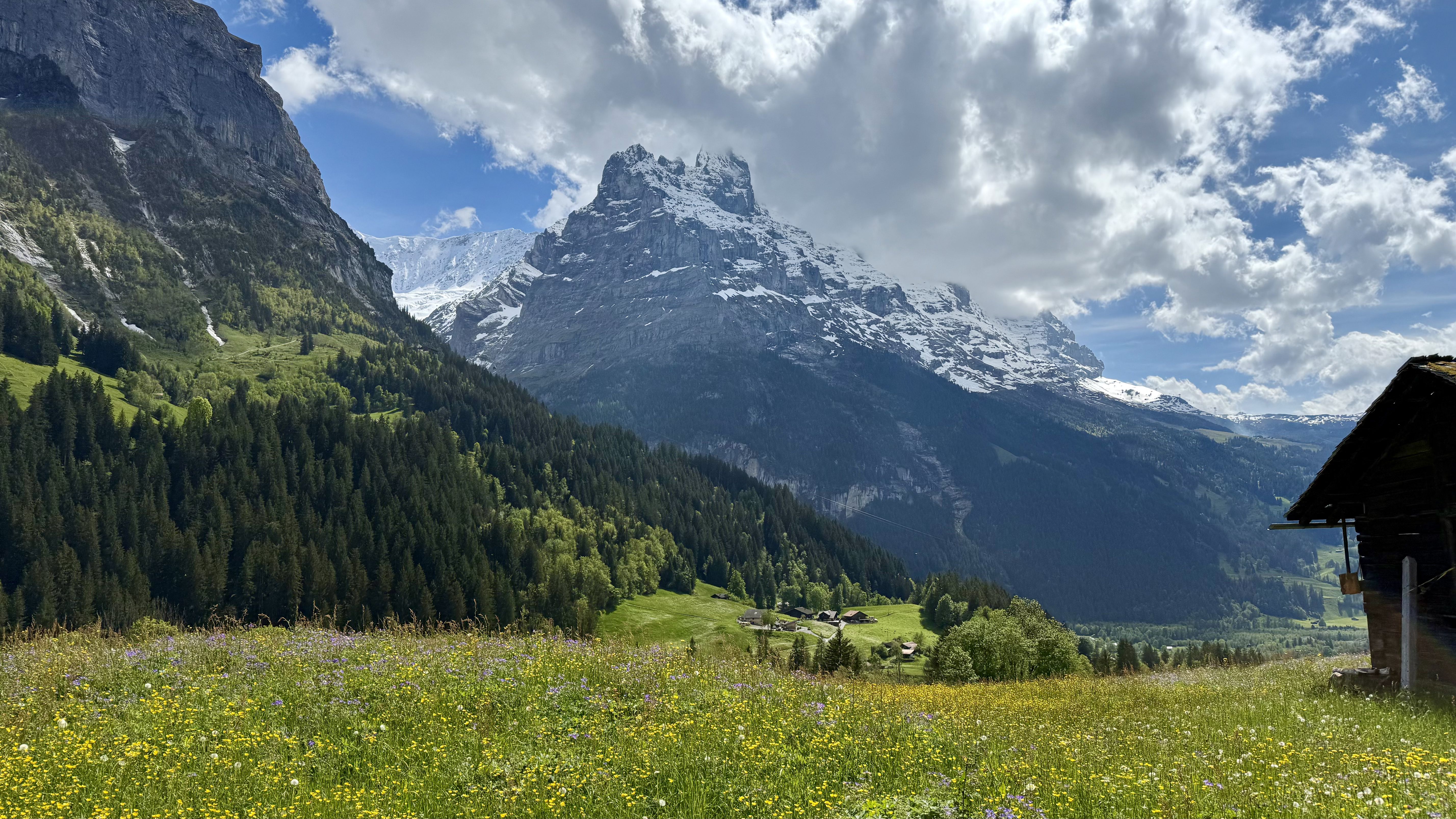 photo of nature