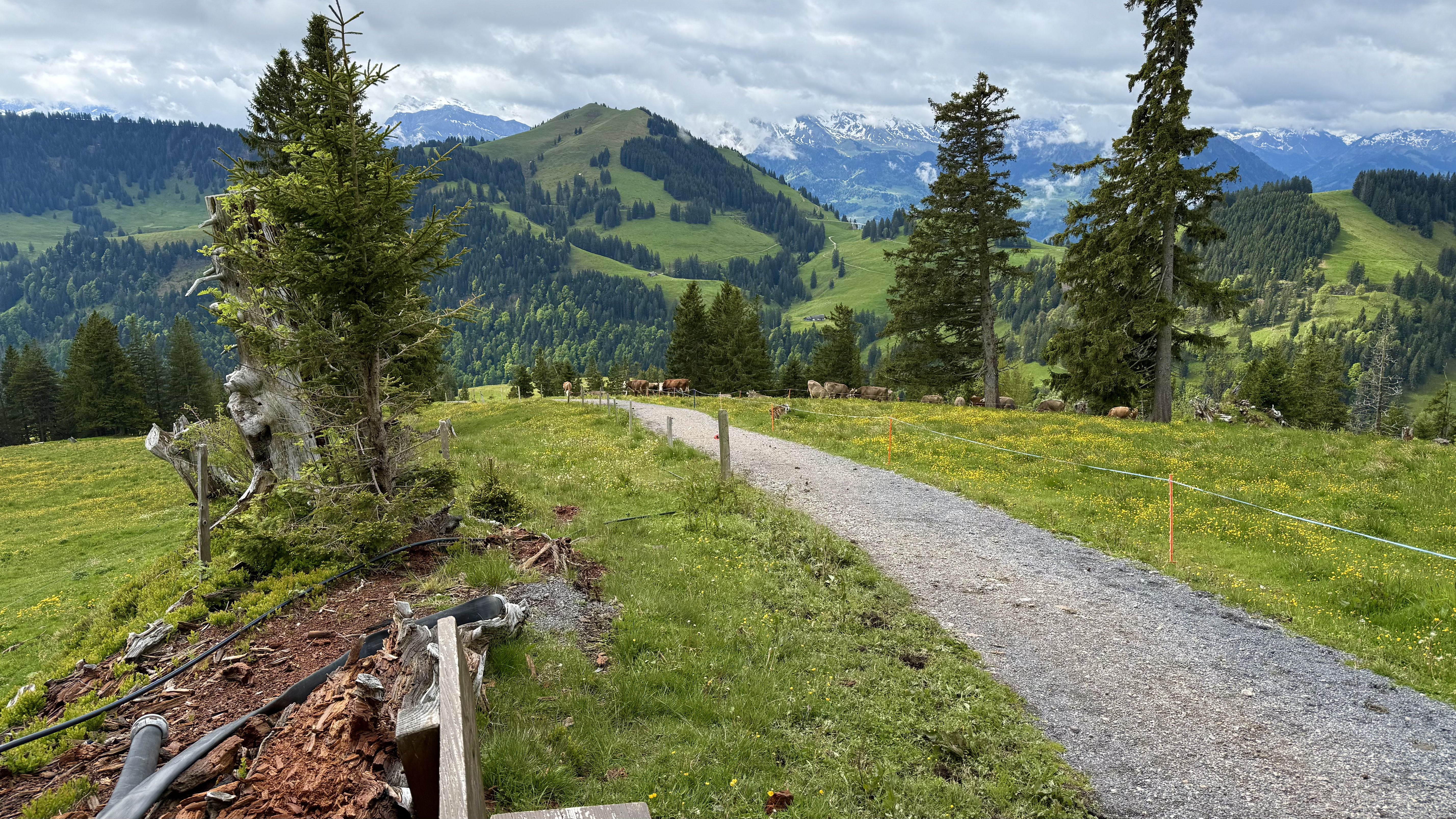 photo of nature